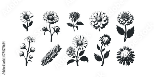 Collection of Hand Drawn Botanical Illustrations