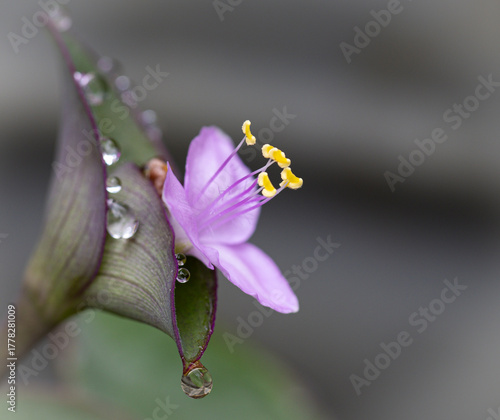 Raindrops on a flower blossom