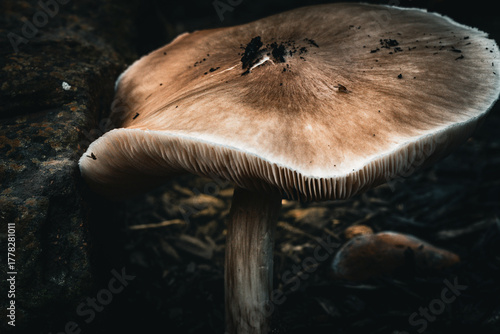 mushroom on the ground