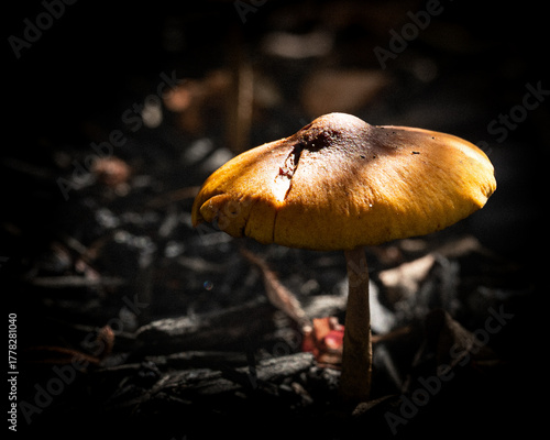 mushroom in the forest