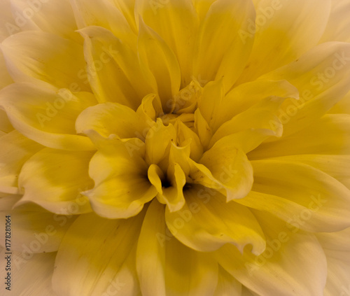 yellow dahlia flower