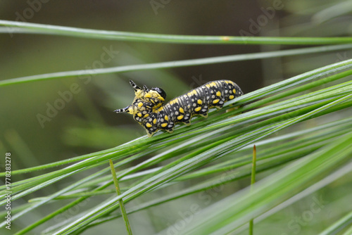 Introduced pine sawfly larva (Diprion similis) on eastern white pine needles (Pinus strobus). This yellow and black sawfly larva is a pest of pine trees in North America, introduced from Eurasia.
