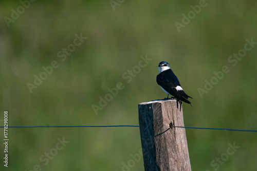 White-rumped swallow resting on a pole , in the pasture field , in Argentina