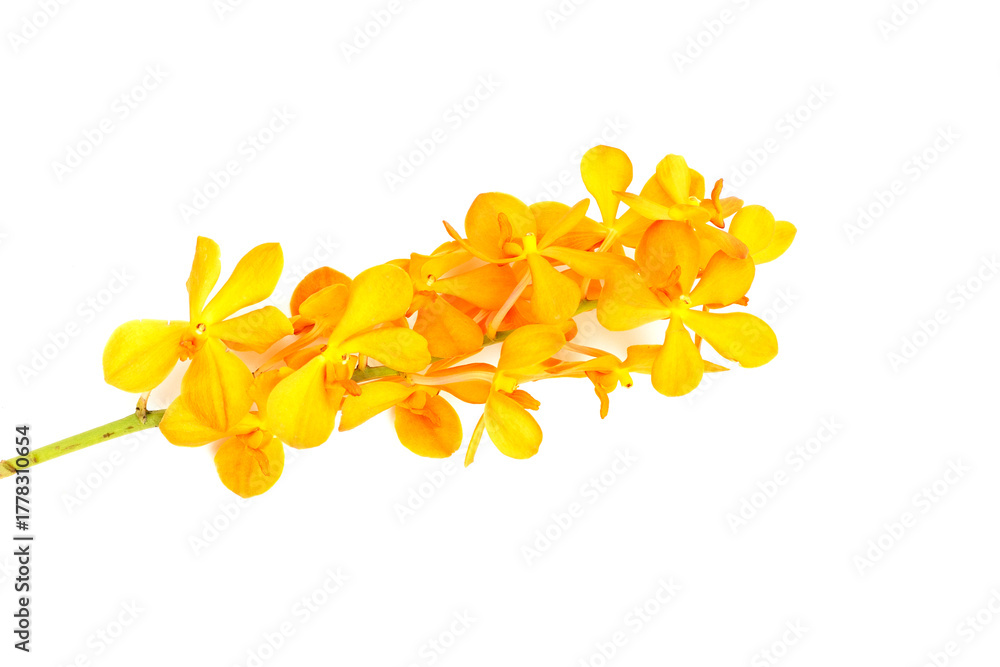 Obraz premium Orange mokara orchid on white background.