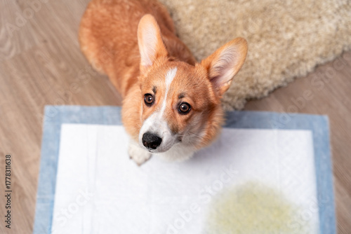 Schilderij op canvas Adorable corgi puppy in a domestic environment, sitting on a training pad with a soft rug nearby, displaying curiosity and innocence