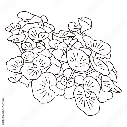 外構・庭植栽のベクターイラスト