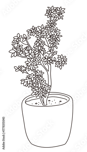 外構・庭植栽のベクターイラスト