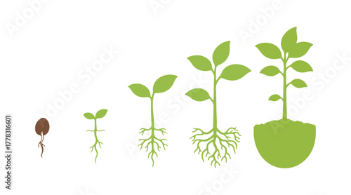 Illustration of the stages of plant growth.
Growth process: young plant seedlings with isolated roots on a white background.