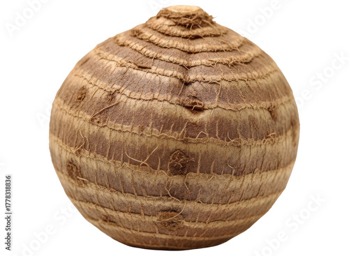 Whole fresh taro root, a starchy tropical vegetable, ready for cooking