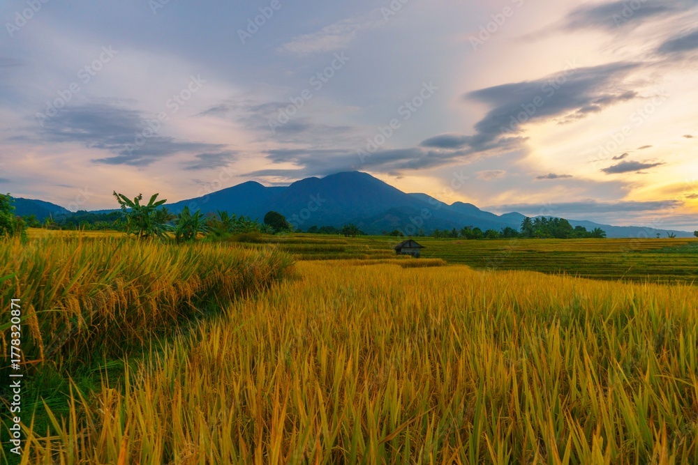 Obraz premium Beautiful morning view indonesia Panorama Landscape paddy fields with beauty color and sky natural light
