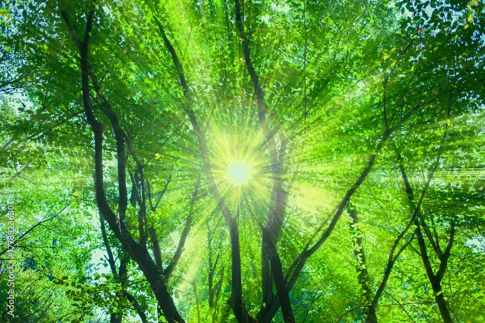 Obraz premium 緑の森 太陽光