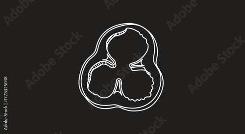White outline drawing of a bell pepper in cross-section, revealing its internal structure with three distinct lobes on a dark background.