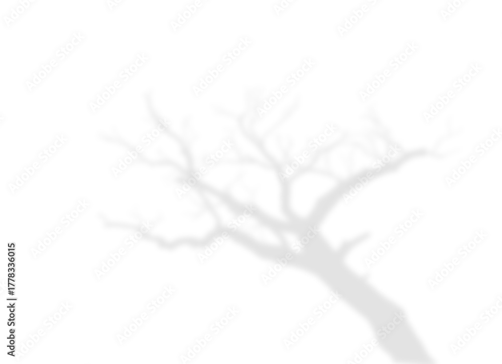Obraz premium Large Bare Tree Silhouette Shadow Overlay
