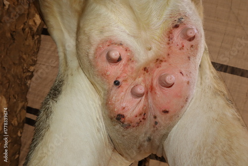 Close-up of cow udder allergy showing skin irritation and inflammation, an important veterinary reference for animal health, farm management, and livestock education, useful in medical contexts.