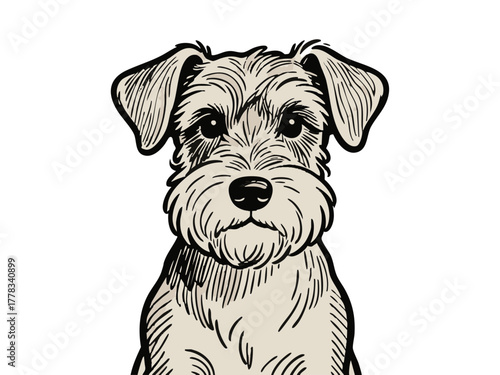 Simple Schnauzer illustration. Line art. Monochrome. Single color. Dog illustration, cute. Pet. Walking.