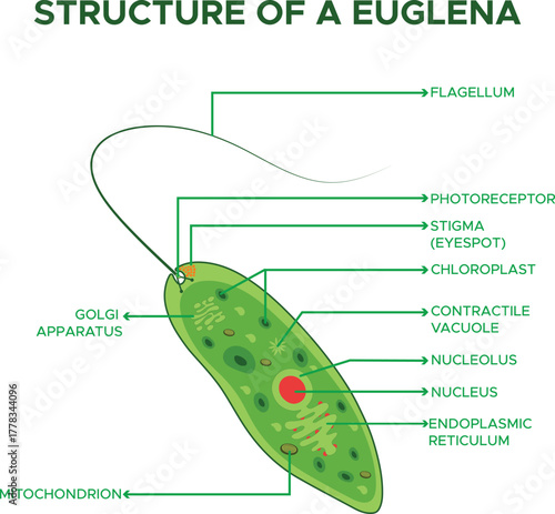 Structure of Euglena Vector Illustration Educational Biology Diagram Microscopic Organism