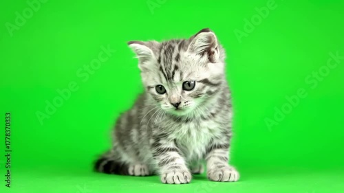 Cute Animals with kitten looks at the green screen distortion, overlay, glitch, static noise, scan lines on black background, 4k animated video loop