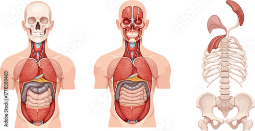 Illustration showing human anatomy with skeleton muscles and internal organs on a white background