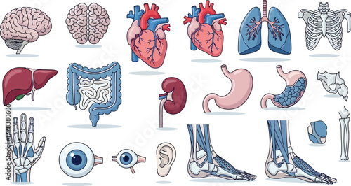 Illustration of human anatomy featuring various organs and skeletal structures on a light background