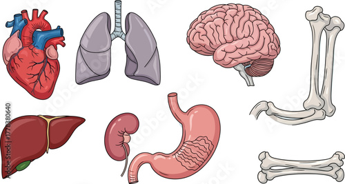Illustration of human internal organs including heart lungs brain liver kidney stomach and bones
