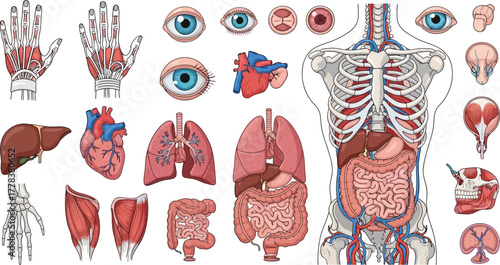 Illustration of human anatomy featuring organs skeleton muscles and circulatory system details shown