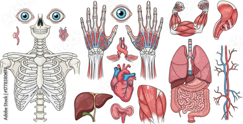 Illustration of human anatomy featuring skeletal, muscular, and organ systems with labels
