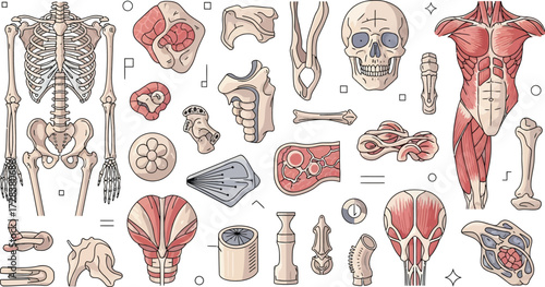 Anatomical illustration featuring a skeleton, muscles, and various human body parts on white