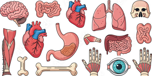Illustration of various human internal organs including brain heart and lungs on a white background
