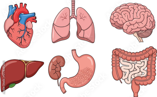 Illustration of human internal organs including heart brain lungs liver kidneys and intestines