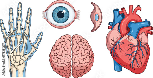 Illustration of hand skeleton eye cell brain and heart depicting human anatomy and physiology