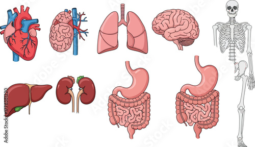 Illustration of human organs including heart brain lungs liver kidneys stomach and skeleton