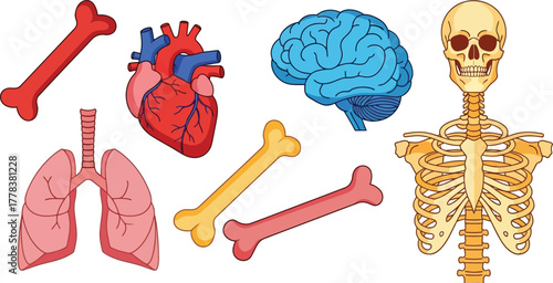 Illustration of human organs including skeleton brain heart lungs and bones on a white background