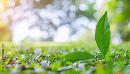 グリーンアースとサステナビリティ – 自然と葉が象徴するエコで持続可能な世界