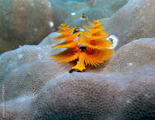 An Orange Christmas tree worm on a shallow reef Boracay Island Philippines