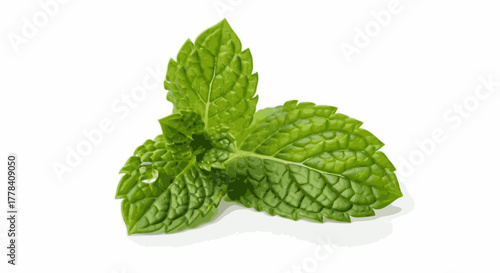 High-detail photorealistic vector of a fresh mint sprig with textured green leaves and water droplet, isolated on a white background. Perfect for food, beverage, or herbal designs. 