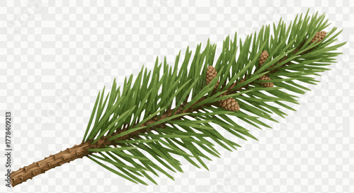 Realistic vector illustration of a fir or spruce branch with sharp green needles and small pine cones. Ideal holiday and Christmas decoration element for winter nature designs. Transparent background