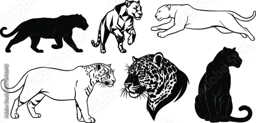 Fototapeta Panther leopard illustrations in silhouette, line art, geometric, and realistic styles showing walking, leaping, standing, seated, and headshot poses