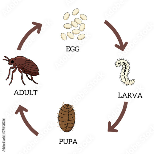 Vector illustration of flea life cycle showing stages from egg, larva, pupa to adult flea. Educational biology diagram of insect metamorphosis for science learning