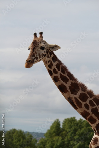 Photography A giraffe with a cloudy background