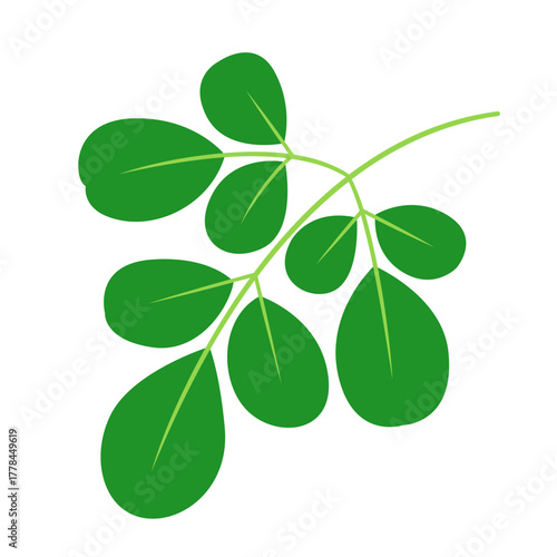 Moringa Leaf Illustration