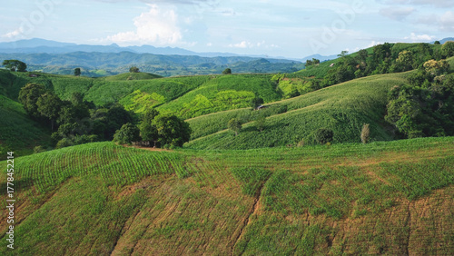 Aerial view of the greenery mountains and corn field by drone