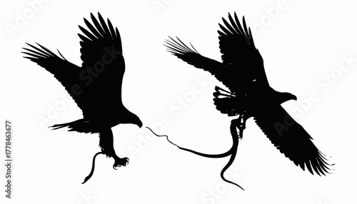 Silhouettes of two birds of prey, eagles, in flight against a plain white background