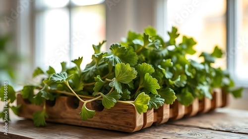 tolerable. Close-up of dried lovage leaves on a wooden rack with natural morning light. gardening catalogs, home-decor guides, designed for home decor and floral branding, used by sports marketers.