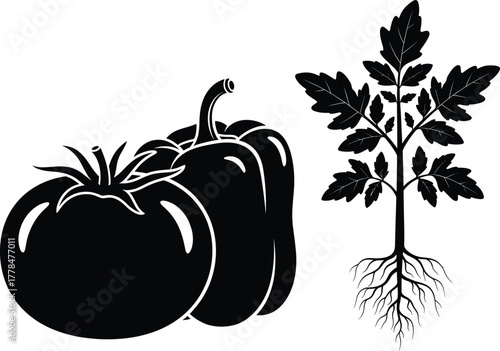 Tomato and bell pepper vegetables with plant roots, organic farming, agriculture, gardening, healthy food, and botanical vector illustration for educational design
