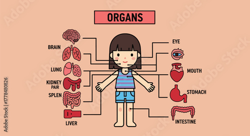 Human body organs anatomy diagram educational vector illustration