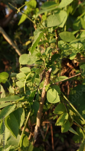 green dragonfly with black stripes perched on a broken branch