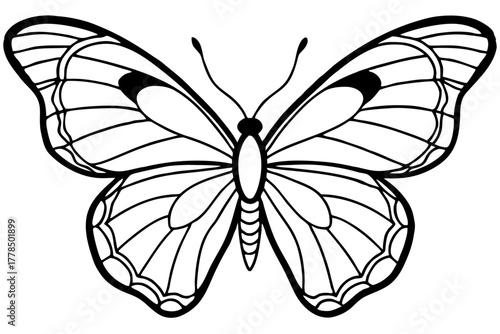 Beautiful Butterfly Insect Line Art Drawing Vector