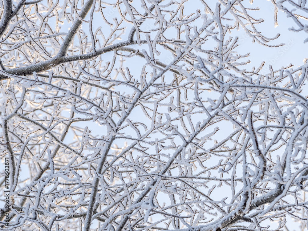 Obraz premium Tree branches in winter covered with snow and frost in snowfall on blue sky background. Frozen tree branches.