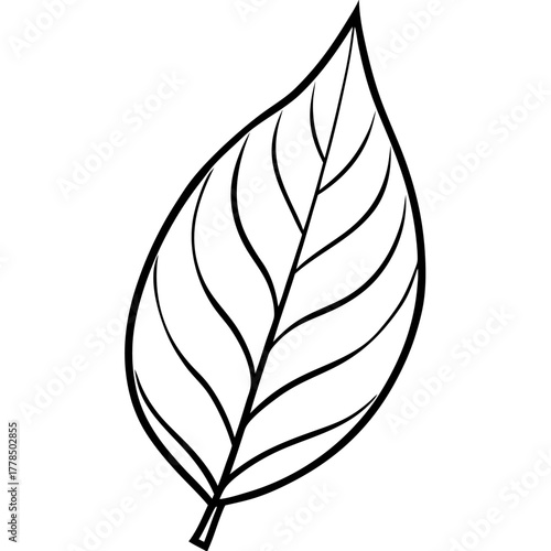 Stylized Outline of a Single Plant Leaf Showing Veins
