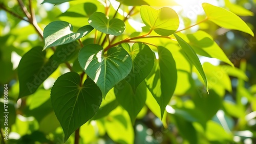 kava. Pacific islands kava pepper plant with heart-shaped leaves under tropical sunlight. gardening catalogs, home-decor guides, designed for home decor and floral branding.